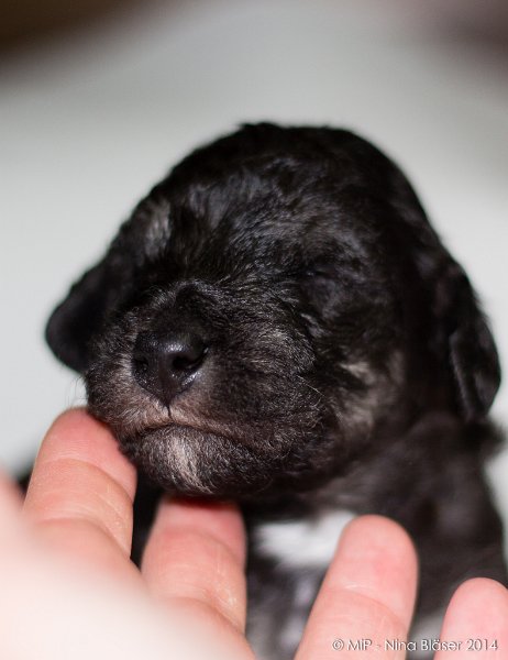 2014-02-18 Welpen Svet & Ruby-1912.jpg - Day 15